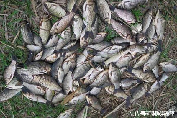 鲫鱼|冬钓大鲫鱼,钓深还是钓浅天冷要找这种地方,鲫鱼在这里扎堆