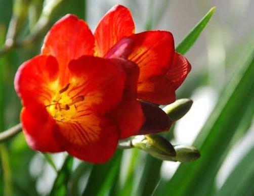 做好这4步，君子兰就能养好，叶子翠绿，过年花箭窜出来