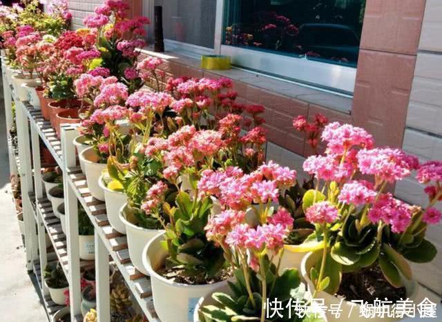 烂根|长寿花养不好？5个难题解决掉，养一盆爆一盆，不黑不烂，花更棒