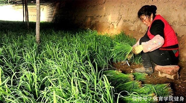如何种植韭菜,您都知道吗浅谈韭菜的种植方法!