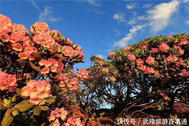 邂逅武隆的浪漫情怀 只在5月漫山杜鹃花下