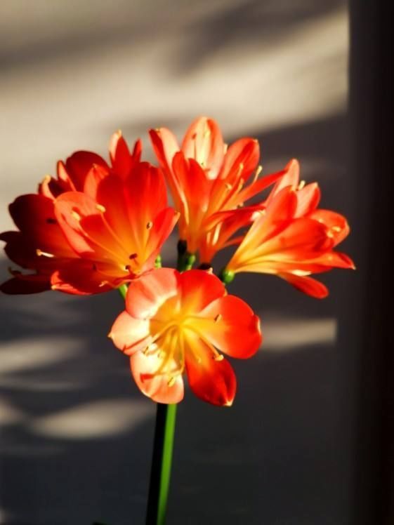 君子兰不开花?那是你没注意这几点,不然花朵开爆盆