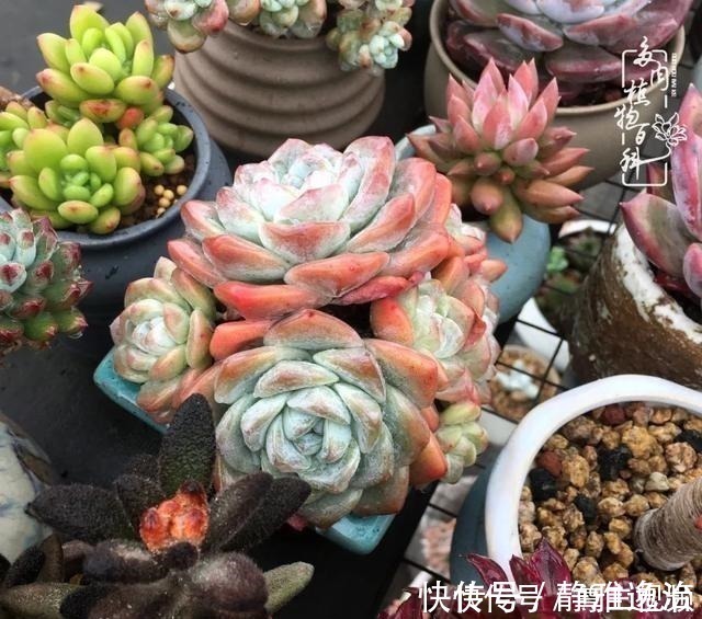 静夜|养多肉三年多,初见惊鸿!累并快乐着!养多肉三年多,初见惊鸿!累并快乐着!