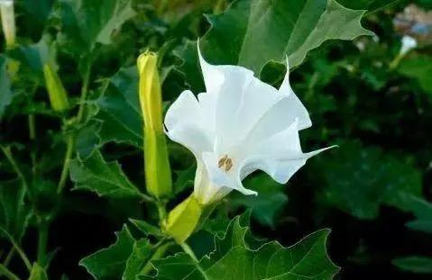 春节养花避开这四种,一点都不吉利,越养越不顺