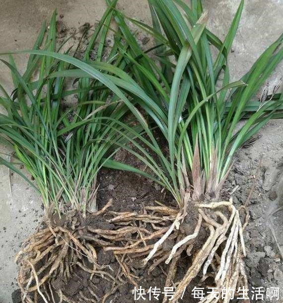 兰花即将进入发新苗的好时间,掌握4个“妙招”,苗数能翻倍!