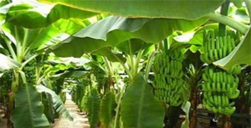 女性想要皮肤好，推荐常吃3种食物，补血养颜，气色十足显年轻