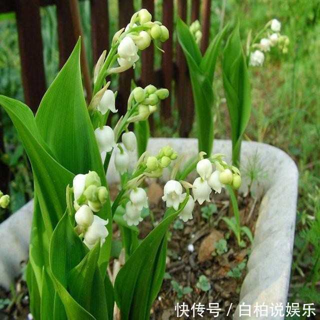 这几种花比香水还要香,把它栽在阳台,香味会让你心旷神怡