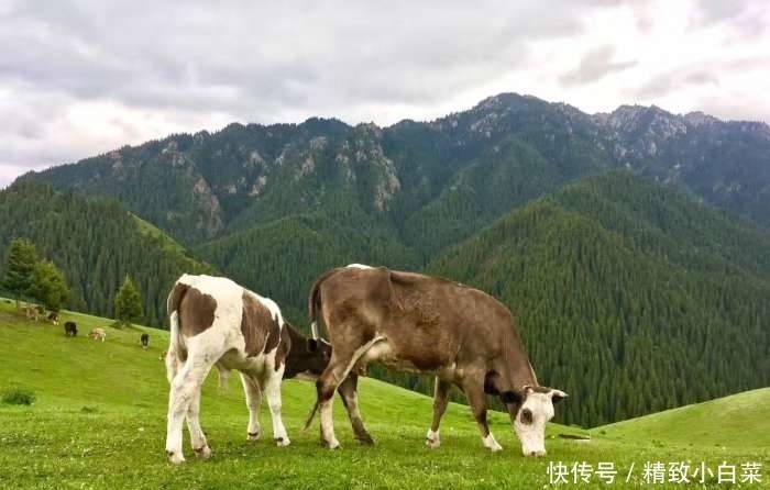 新疆最美的南山风景, 这里的景色让你流连忘返!