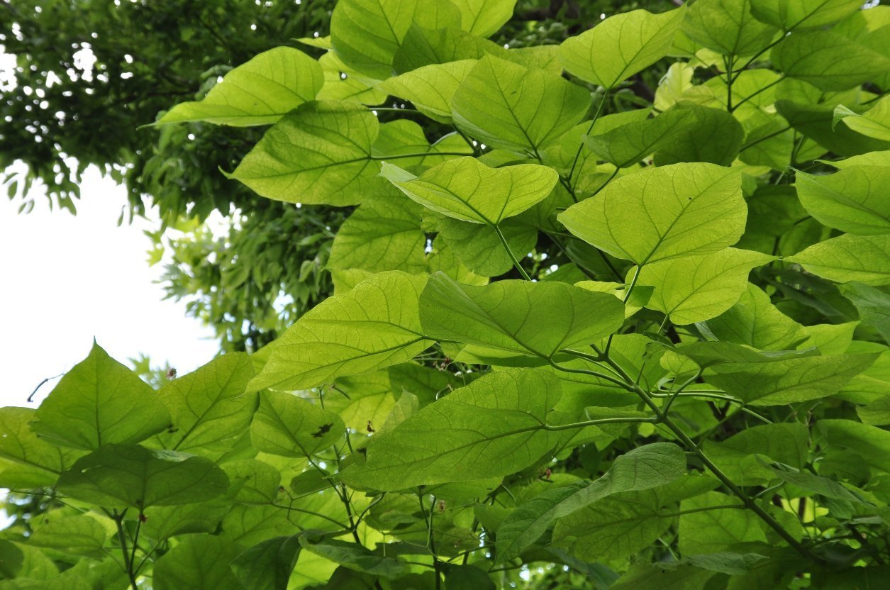 知世|志存高远，恪守初心的星座，知世故而不世故，坚守初心，方得始终