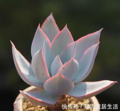 3种多肉,遇水易疯长,个头比脸大,盆都装不下!