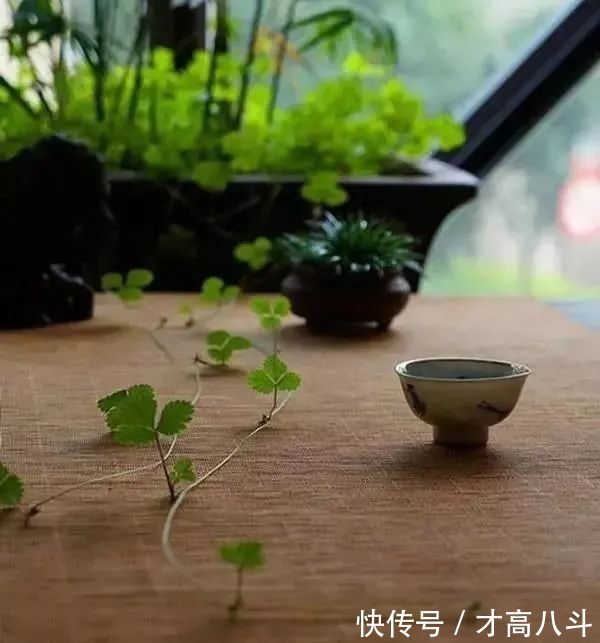 蓦然回首#宋词里的人生真谛:抱一份深情,活一份通透