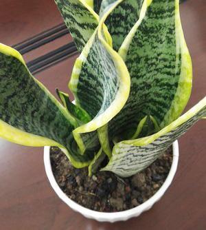 夏天养虎皮兰，做好3件事，叶子挺拔翠绿，嗖嗖冒笋芽