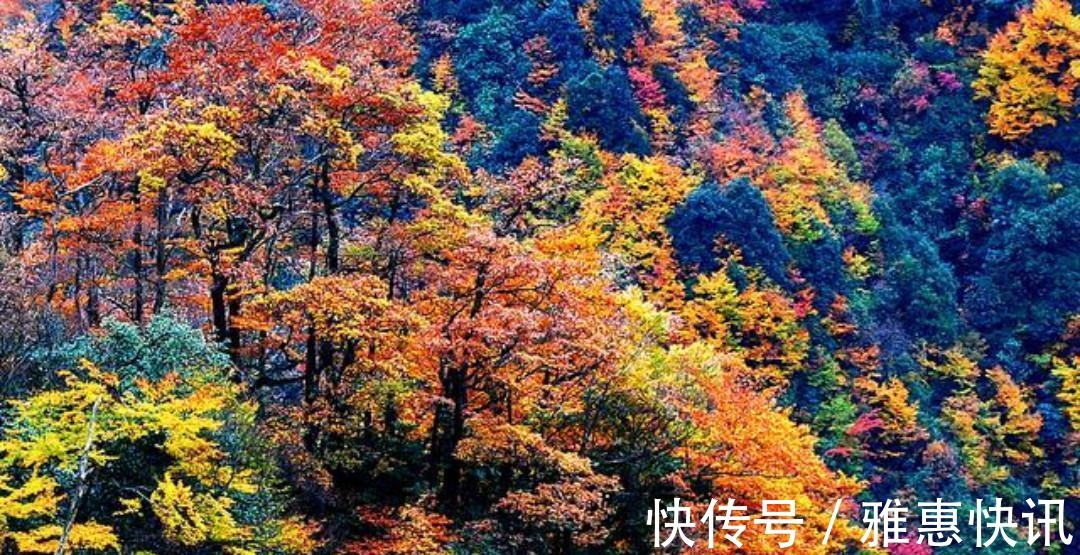 诗情$刘禹锡一首很有趣的诗,写出了不一样的秋色美景,句句是至理名言