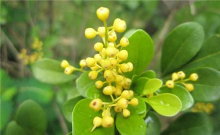 米兰花怎么浇水施肥 米兰花期管理技巧这样养开花时间更长