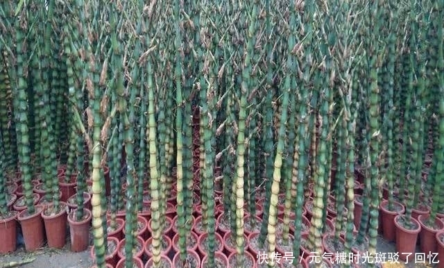家庭盆栽''佛肚竹“，以其秆短小畸形，状如佛肚闻名，观赏性强！