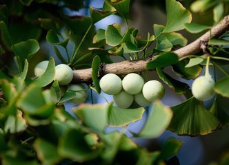 银杏树|此种不起眼的果子,有祛痰、止咳、润肺、定喘等功效,你值得拥有