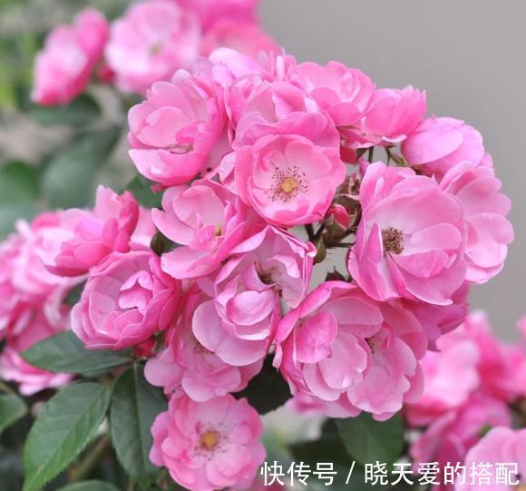 花友|适合新手的三款月季，花型饱满花期长，半封闭阳台也能种