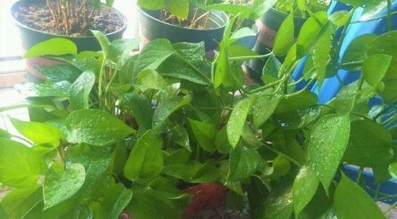 20年花农告你个秘密,浇花就用“啤酒+药片”,一星期就蹿上房顶