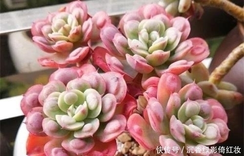 叶片|名字唯美的8种多肉植物,颜值高长满盆,人人见了都想养!