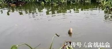 水草处|秋钓草边“三钓”、“三不钓”，用好了总有一次要爆护
