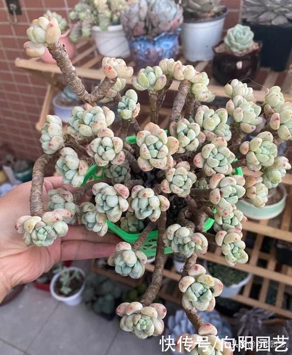 明知多肉不喜水，还是习惯多浇水，这该咋办？赶紧把手绑起来