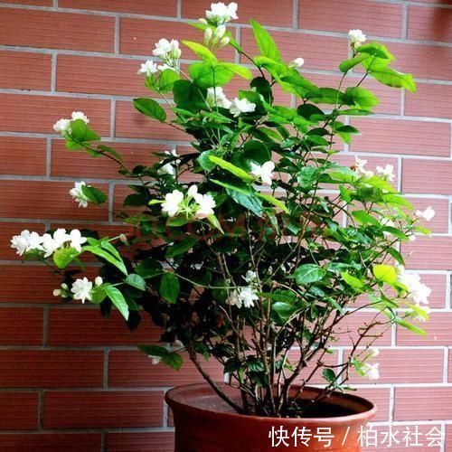 茉莉花|最厉害的养花营养液给茉莉花喝一勺，四季油绿，花开洁白
