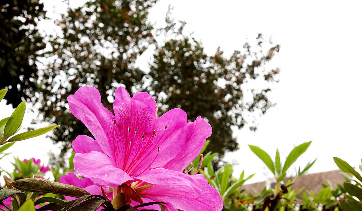 此花被誉为“花中西施”,是我国十大名花之一,代表着爱的喜悦