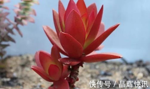 蓝紫光|多肉火祭时不时变绿,当你知道这些原因后,保证它又能火起来