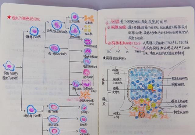 重记|老师给笔记打分，第一名让人惊艳，看到最后一名：重记一遍