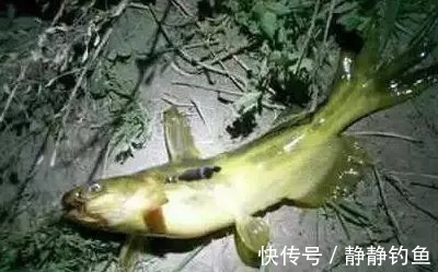 爆钓黄骨鱼，一晚上拉了34斤！钓友全部看哭了！