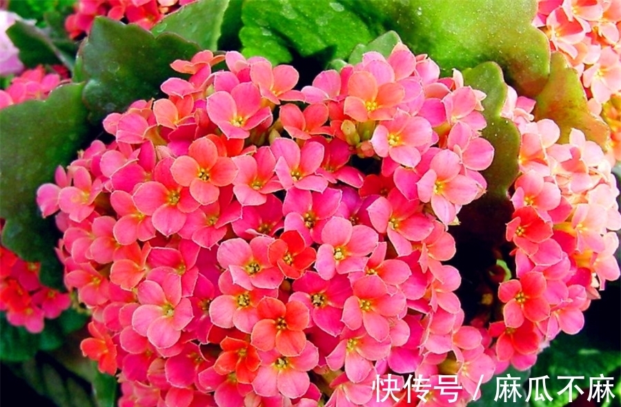 长寿花养护有“4大误区”,难怪只长叶子不开花,学会了花开爆盆