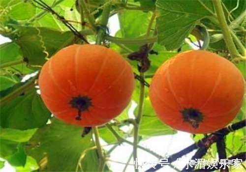 鲍鱼|女性养生,适合常吃4种食物,润肠通便,排毒抗衰,增强体质