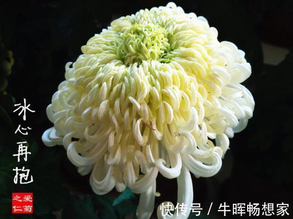 喜欢菊花,就养盆“冰心再抱”,花开如仙女舞裙,端庄典雅!