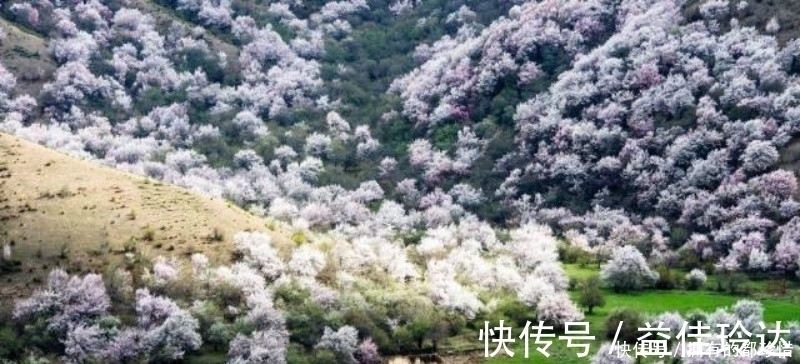 梅花!王安石最伤感的一首诗,更是表达了一种无奈的人生,读来肝肠寸断