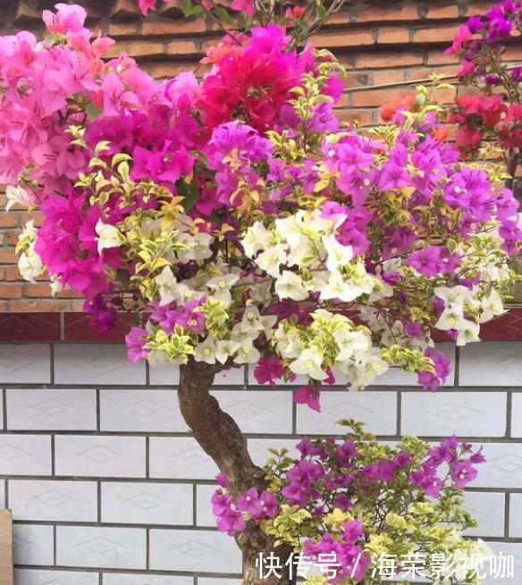 侧芽|修剪三角梅，记住“3字口诀”，侧芽多，花苞多，开花爆盆很简单