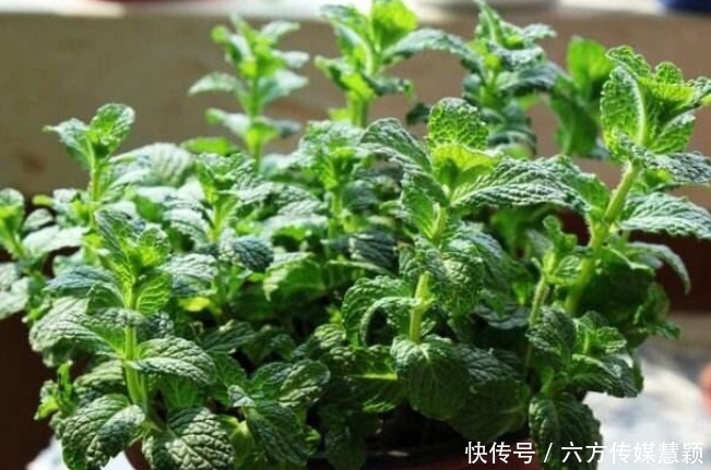 铜钱草|夏天不能缺水的5种花,越浇水长得越旺