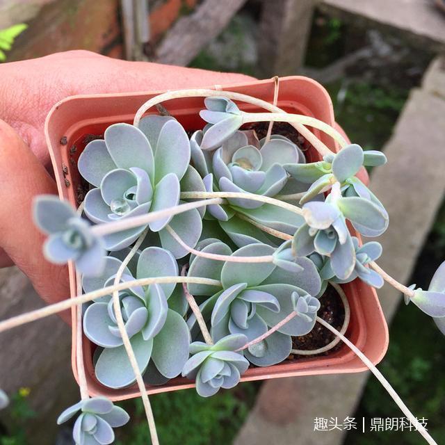 这几种多肉非常适合懒人养，一点都不用操心，还长得非常好