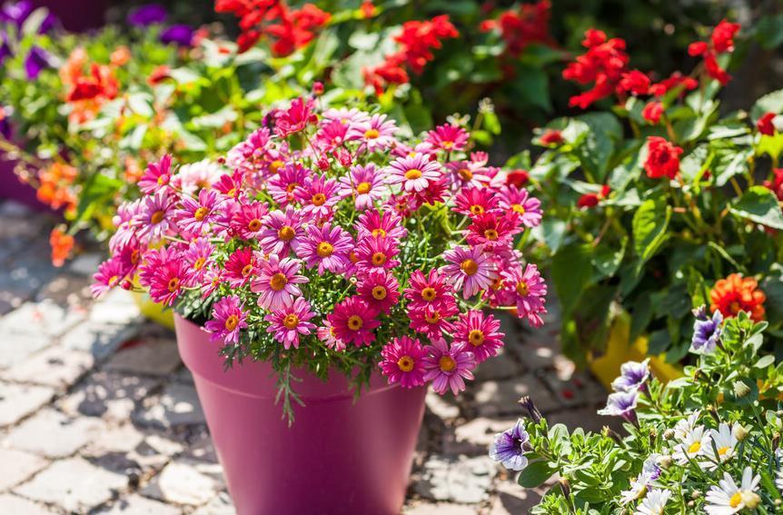 想要窗台美美哒,8种花草养起来,一晒就开花