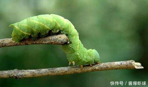 冬季女人常吃此物,皮肤细腻有光泽,比同龄人都显年轻