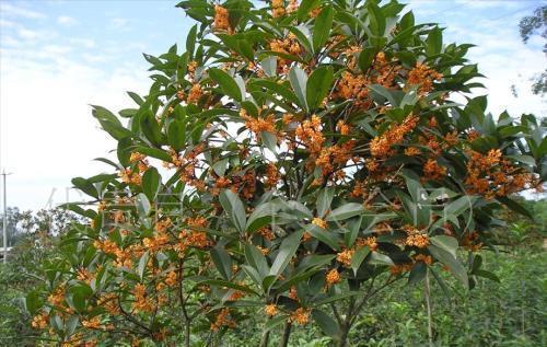 有个小院子,定要种上6种花,皮实又好养,长成传家宝!