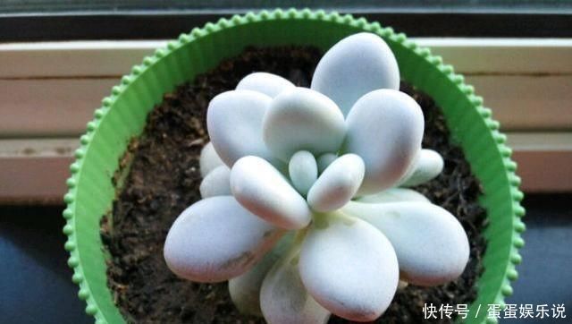 肉友|夏天来了,这些多肉最耐晒,度夏没问题,越养越肥厚