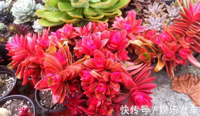 叶片|多肉火祭叶子不是火红色,有点徒长?把控住4点,问题迎刃而解