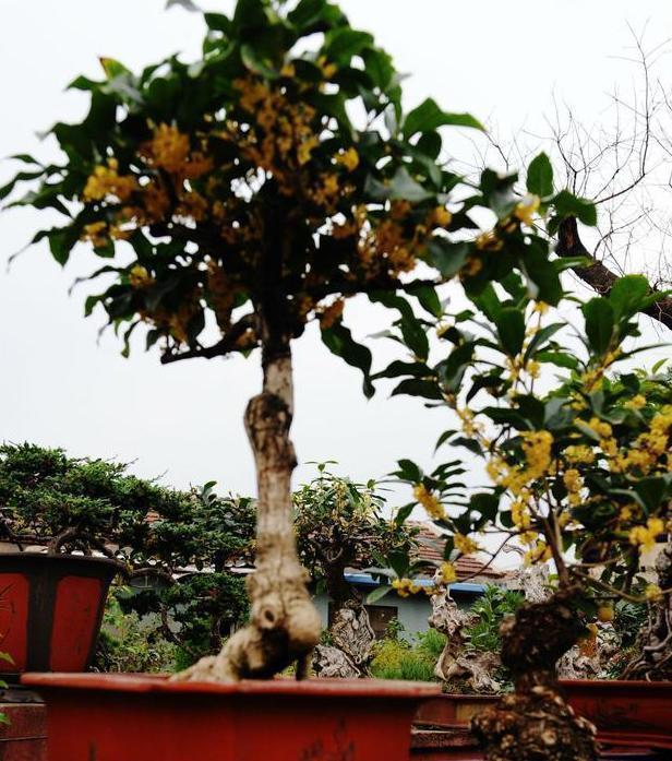 银杏树|这3款植物特适合居家盆栽，时间越久价值越高，还容易养活