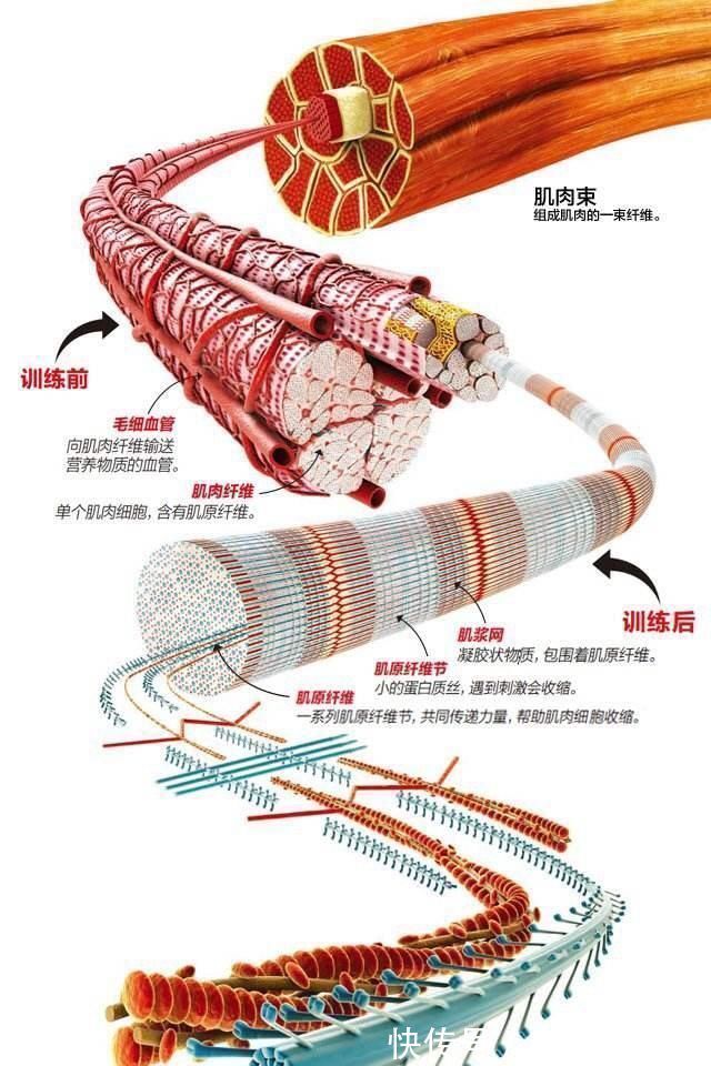 女神|最符合亚洲审美的身材爱健身钢琴女神身体瘦容易,有线条很难