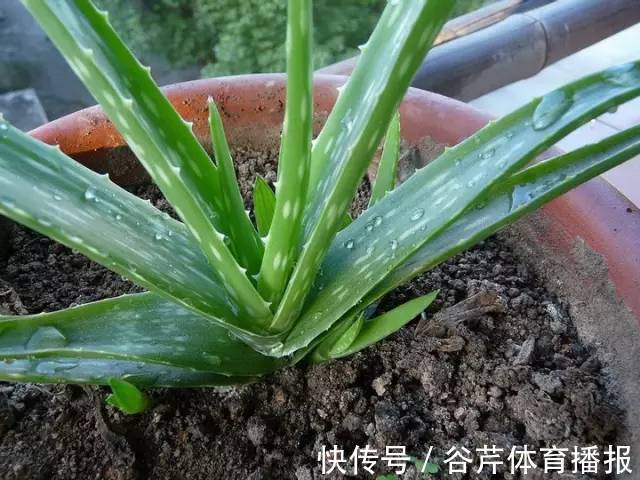 家有老人小孩,就养6种绿植,健康长寿好处很大