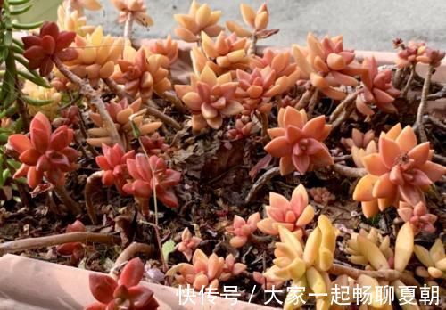 铭月|布丁和铭月是同一种多肉吗？看看布丁养了几个月后的状态就知道了