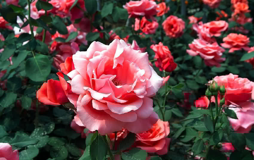 花草老桩有姿态,这些植物不适合老桩,我分析原因供你参考