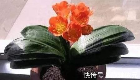 竹签子|不会养君子兰?插根竹签子,立竿见影,养出高品质君子兰