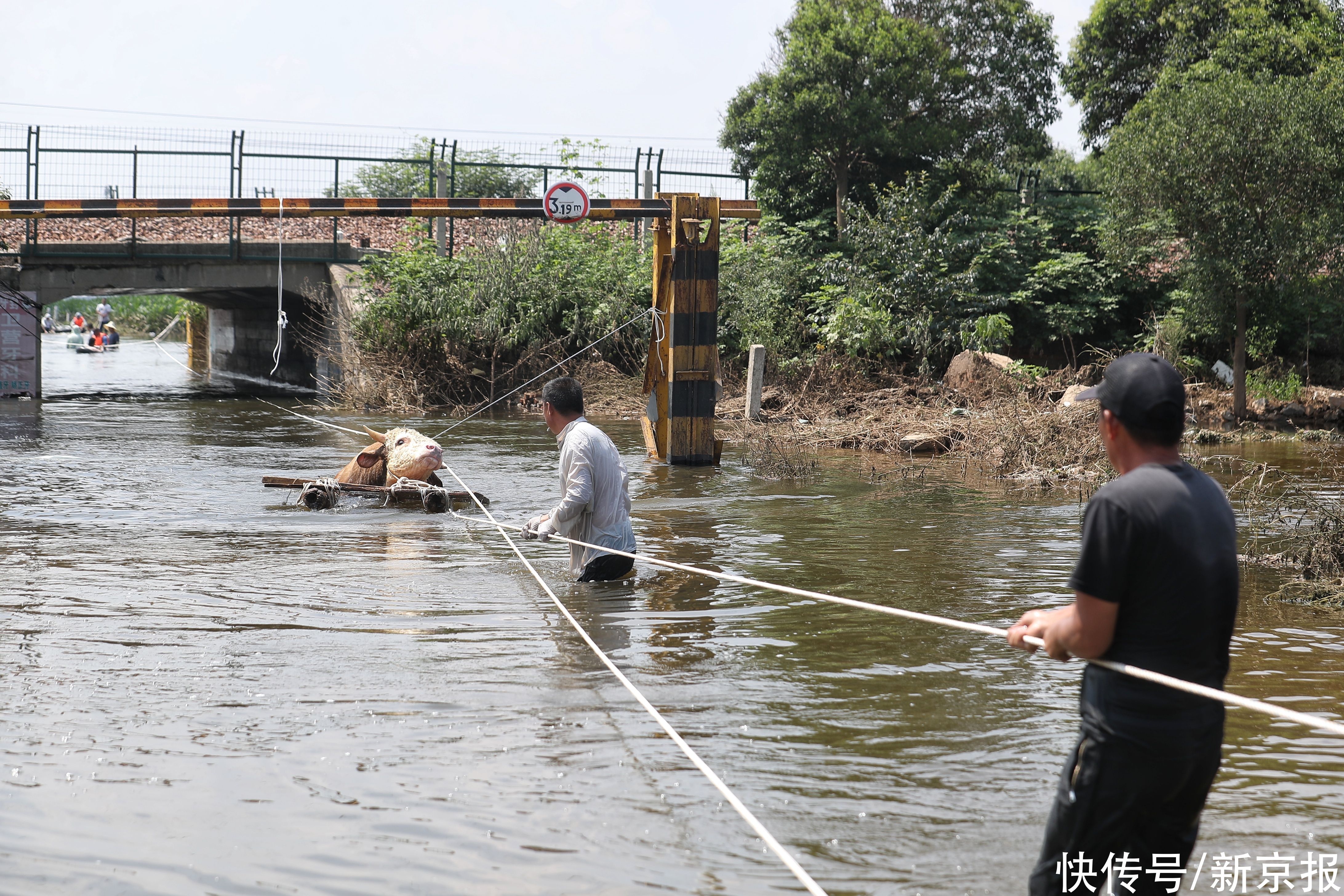 木筏|新乡卫辉南社村上百头牛被淹，村民自发组织转运急需救援力量