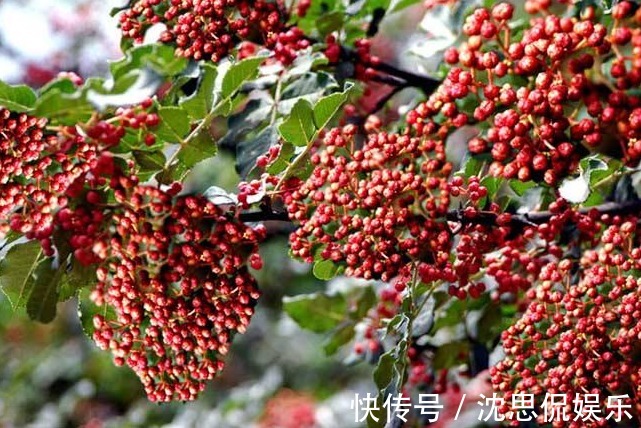 身体|每天睡前喝一杯花椒水，坚持每天都饮用，身体会有3大变化